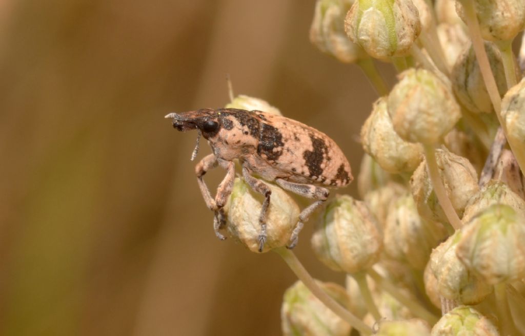 Coleottero da identificare - Bothynoderes affinis (Curculionidae)